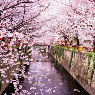 4月20日(土) 🍱西公園de桜イベント♩🍱