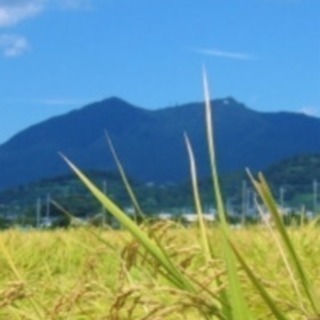北条米