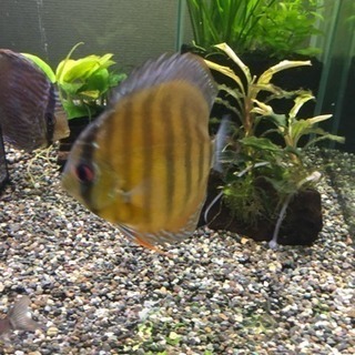 ディスカスセット(熱帯魚水槽)生体