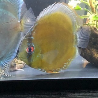 ディスカスセット(熱帯魚水槽)生体 ディスカスセット(熱帯魚水槽)生体