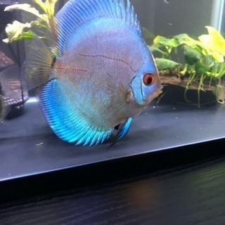 ディスカスセット(熱帯魚水槽)生体