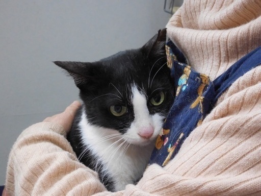 可愛いハチワレちゃんです 高齢者置き去り猫 ハナハナ 姪浜の猫の里親募集 ジモティー 可愛いハチワレちゃんです 高齢者置き去り猫 ハナハナ 姪浜の猫の里親募集 ジモティー