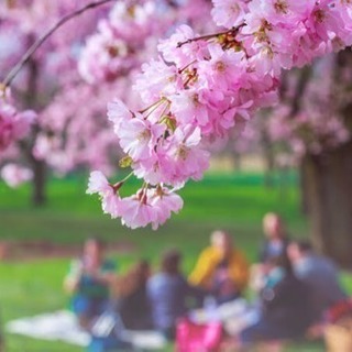 ✨✨🌈春だ🎶桜だ🌸お花見だーっ😆❤️✨✨