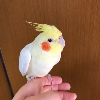 寂しがり屋のオカメインコちゃん