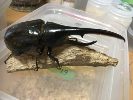 ヘラクレス大カブト虫ペア