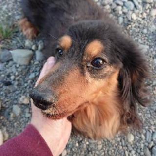 捨て犬ちゃんの里親さん