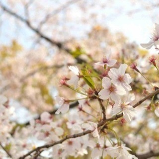 さくらさくらのお花見イベント🌸in桜ノ宮公園4月7日