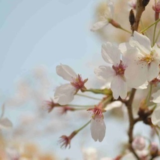 4月7日(日)お花見in桜ノ宮公園