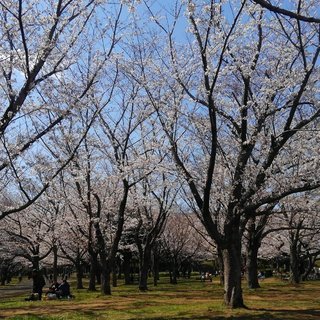 もてなしや　青葉の森公園　桜情報