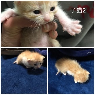 無事里親様が決まりました！ - 猫