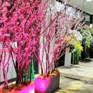 4月4日夜桜会代々木公園🌸ワンコイン19時～
