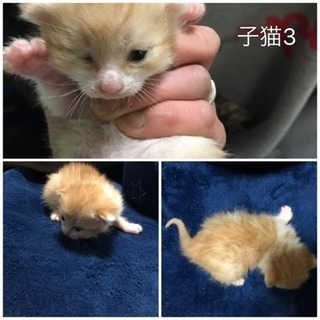 無事里親様が決まりました！ − 福島県