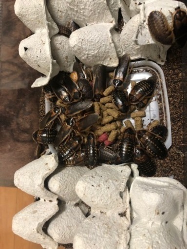 爬虫類餌用デュビア 1.2kg
