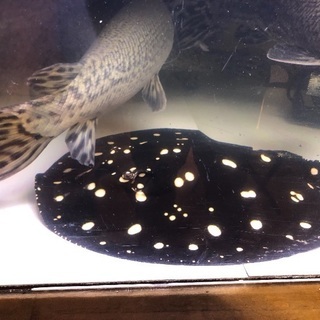 ポルカドットスティングレイ胎盤50cm雄 ポルカドットスティングレイ胎盤50cm雄