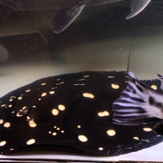 ポルカドットスティングレイ胎盤50cm雄 ポルカドットスティングレイ胎盤50cm雄