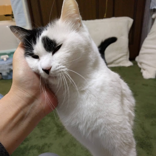 甘えんぼ猫ちゃん里親様募集 ぶたねこまるちゃん 猿投の猫の里親募集 ジモティー