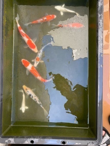 錦鯉 広島有名養魚場産 ゆじたろ 倉敷の家具の中古あげます 譲ります ジモティーで不用品の処分