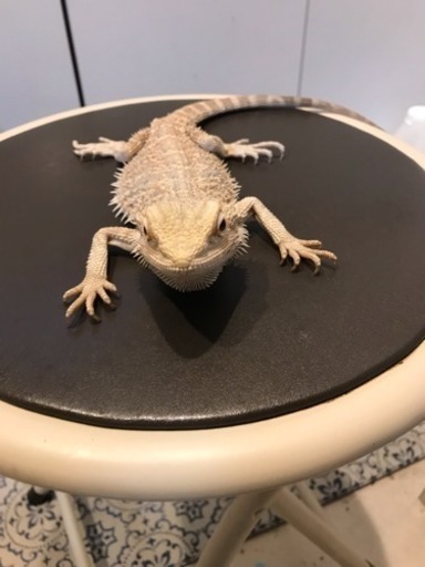 フトアゴヒゲトカゲお願いします Michi 田端のその他の里親募集 ジモティー フトアゴヒゲトカゲお願いします Michi 田端のその他の里親募集 ジモティー