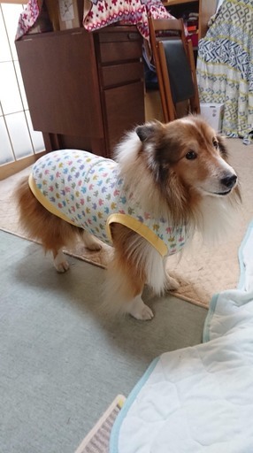 わんこ服手作り教室 Hapimo Shares ハピモシャレス 世田谷レディース教室 Hapimo 二子玉川の洋裁の生徒募集 教室 スクールの広告掲示板 ジモティー