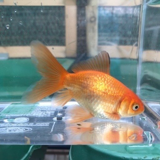 ジャンボ獅子頭のフナ尾タイプ差し上げます じゅん 枚方のその他の中古あげます 譲ります ジモティーで不用品の処分