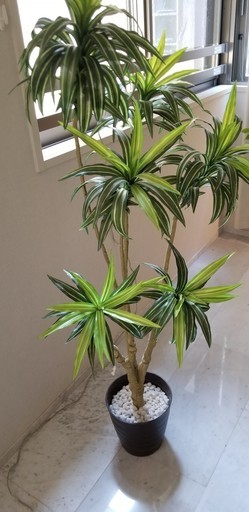 ニトリ人工観葉植物その2 ふく 上野毛のその他の中古あげます 譲ります ジモティーで不用品の処分