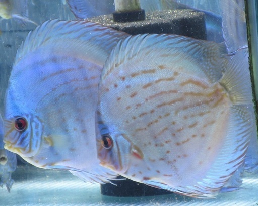 ディスカス　国産モルフォ系　14.3ｃｍ