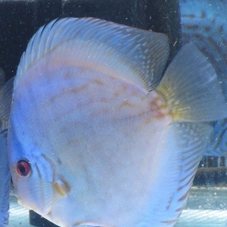 ディスカス　国産モルフォ系　14.5ｃｍ