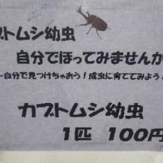 金魚、錦鯉大量放流！