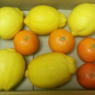 無農薬栽培 愛媛産レモン＆ブラッドオレンジ