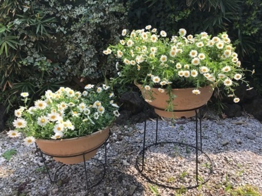 丸型プランター 置き台 花植わったままお持ち下さる方にに ままっち 武蔵境の家庭用品 ガーデニング の中古あげます 譲ります ジモティーで不用品の処分