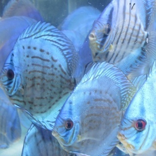 ディスカス 国産モルフォ系 12～13cm （同サイズ在庫8匹）