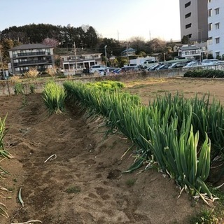 長ねぎ直売一袋50円で販売 - その他