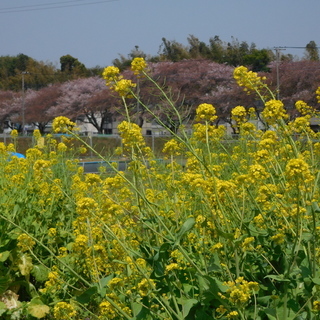 農薬を使わず栽培した野菜の販売