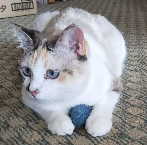 青い目の色白三毛模様の女の子 ちーぶーたん 福岡の猫の里親募集 ジモティー 青い目の色白三毛模様の女の子 ちーぶーたん 福岡の猫の里親募集 ジモティー
