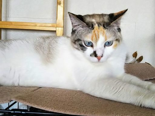 青い目の色白三毛模様の女の子 ちーぶーたん 福岡の猫の里親募集 ジモティー