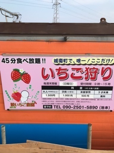 いちご狩り マクたろう 熊本のその他の無料広告 無料掲載の掲示板 ジモティー