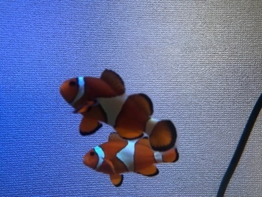 海水魚 生体 カクレクマノミ スズメダイ アクア 森小路のその他の中古あげます 譲ります ジモティーで不用品の処分