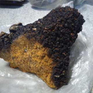 北海道産しらかばの樺だけ