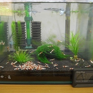 レッドビーシュリンプ無選別水槽のバンド柄中心の元気な個体10匹 Kiraku2525 箕面のその他の中古あげます 譲ります ジモティーで不用品の処分