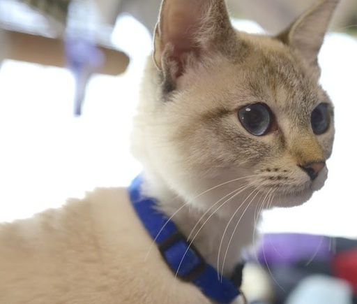 白猫ポインテッド子猫メス10ヶ月 飼い主不在確認済み シュン 加古川の猫の里親募集 ジモティー