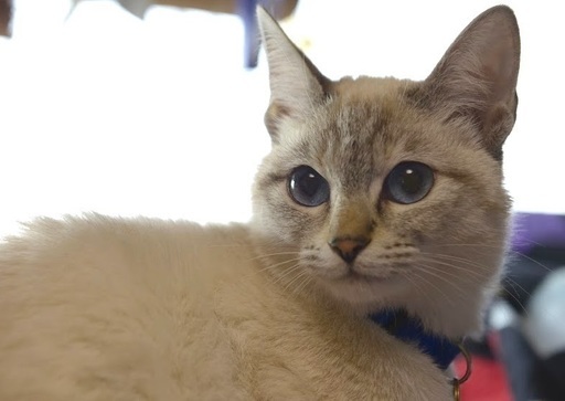 白猫ポインテッド子猫メス10ヶ月 飼い主不在確認済み シュン 加古川の猫の里親募集 ジモティー