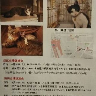 名古屋市で猫の譲渡会を開催します。
