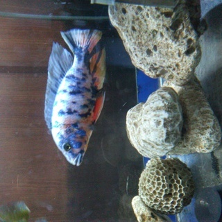 熱帯魚アフリカンシクリッド（トリカラーピーコック）雄