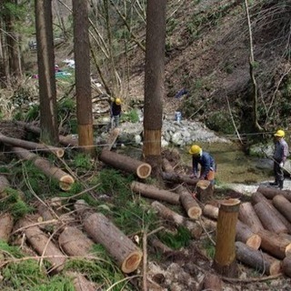 伐採木 間伐 倒木 薪の原木探してます