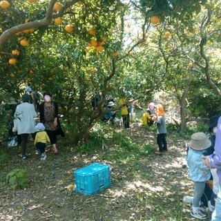 甘夏祭り