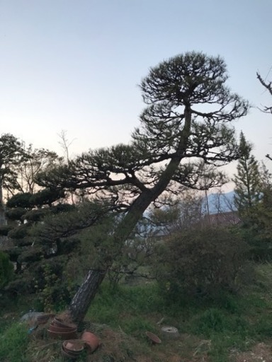 赤松