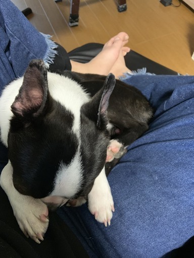 問合せ多数 返信遅くなります ボストンテリア オス 11カ月 飼育経験ある方 なつ 大和田の犬の里親募集 ジモティー