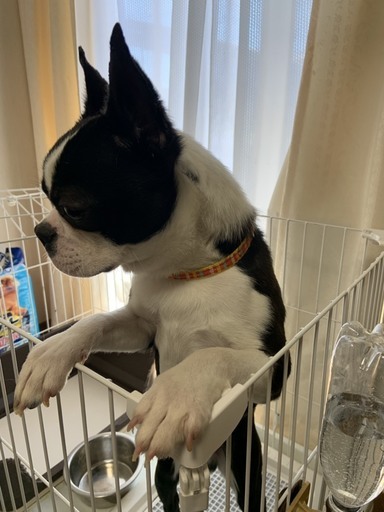 問合せ多数 返信遅くなります ボストンテリア オス 11カ月 飼育経験ある方 なつ 大和田の犬の里親募集 ジモティー