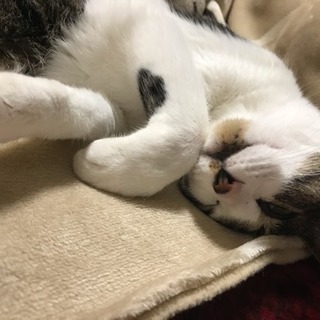 甘え子です、ぜひ一緒に暮らすことを考えてください！ - 猫