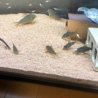 中古コリドラスステルバイが無料 格安で買える ジモティー